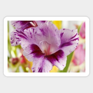 Gladiolus  'Passos' Sticker